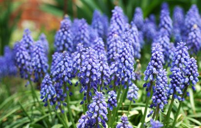 Muscari