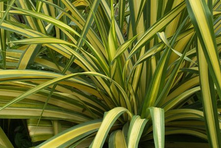 Phormium