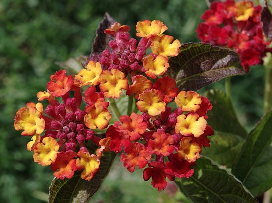 Lantana