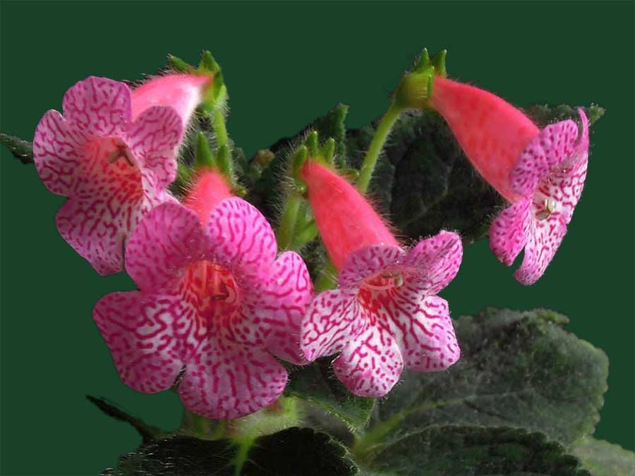 Kohleria