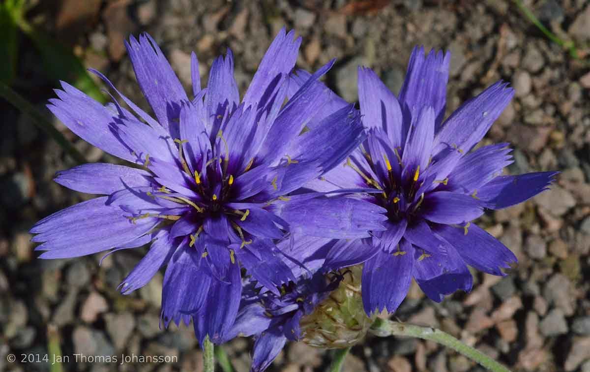 Catananche