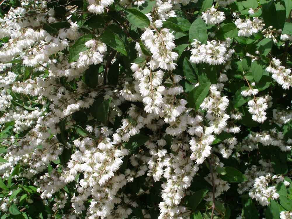 Deutzia