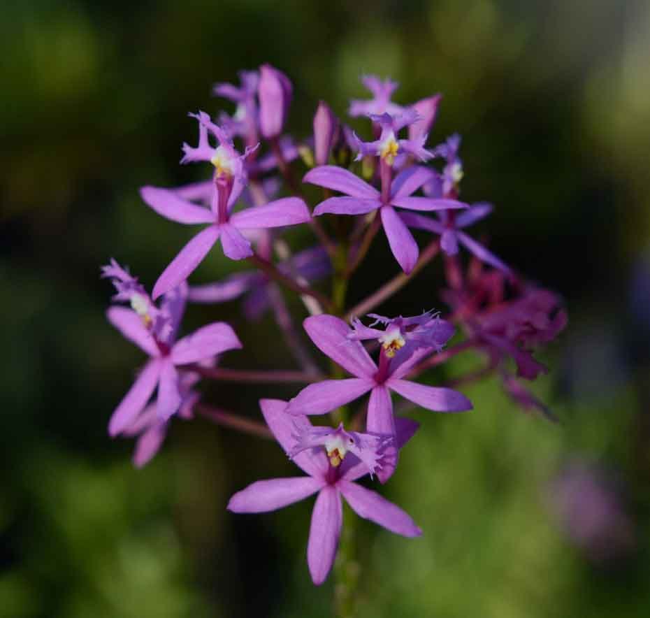 Epidendro