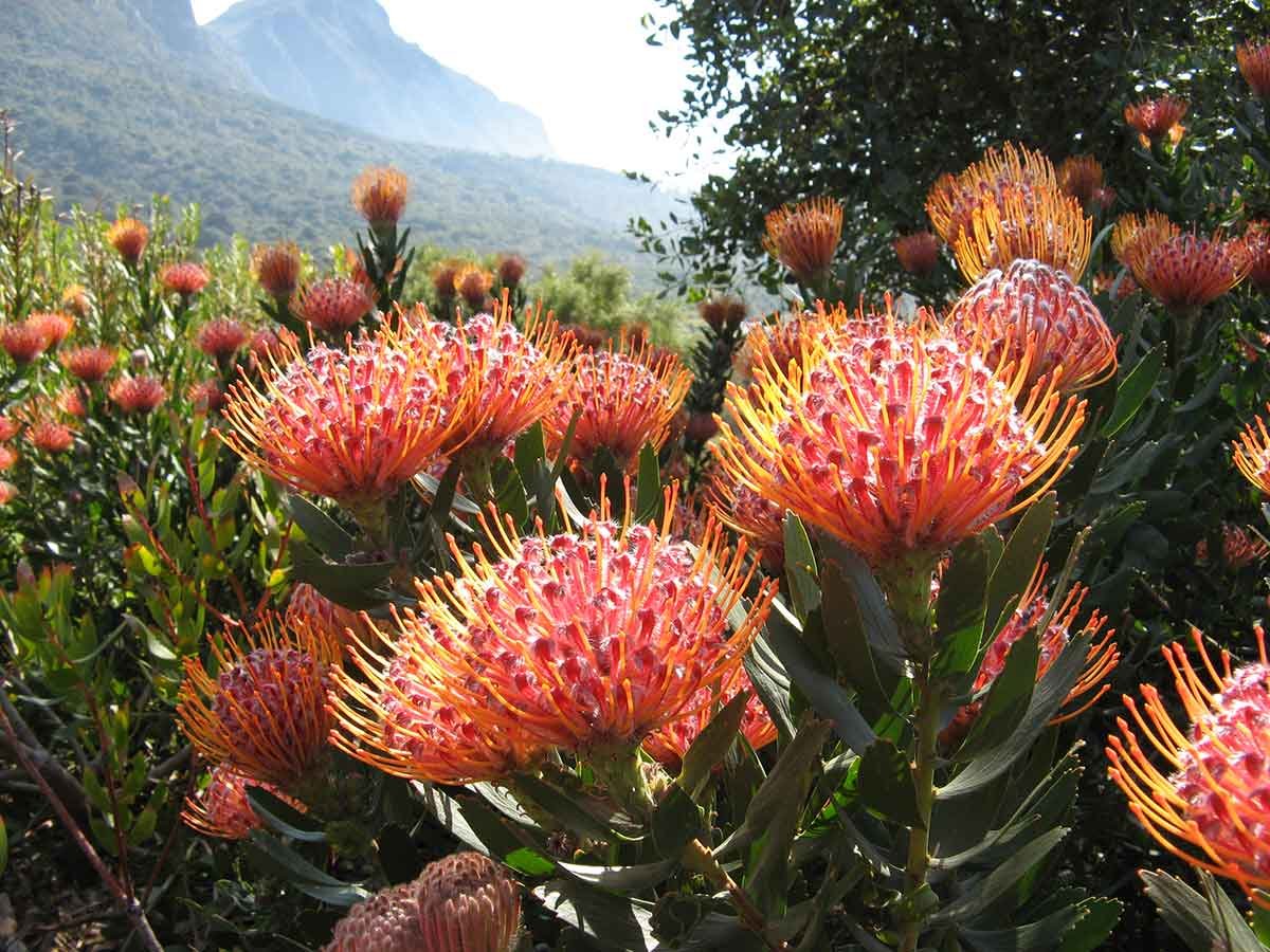 Leucospermum