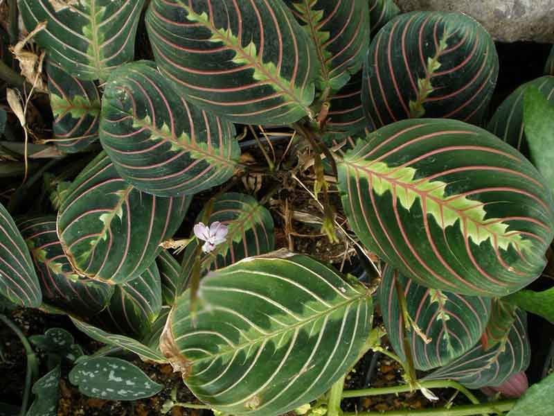 Maranta