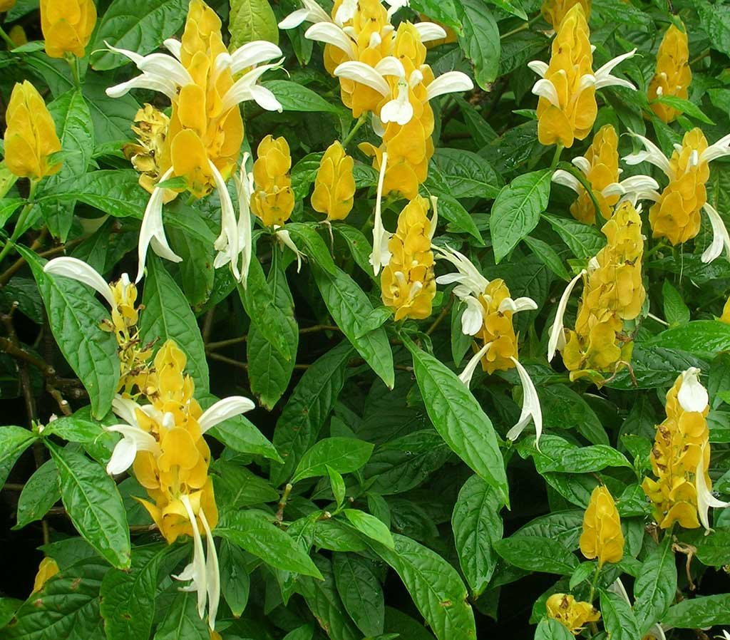 Pachystachys