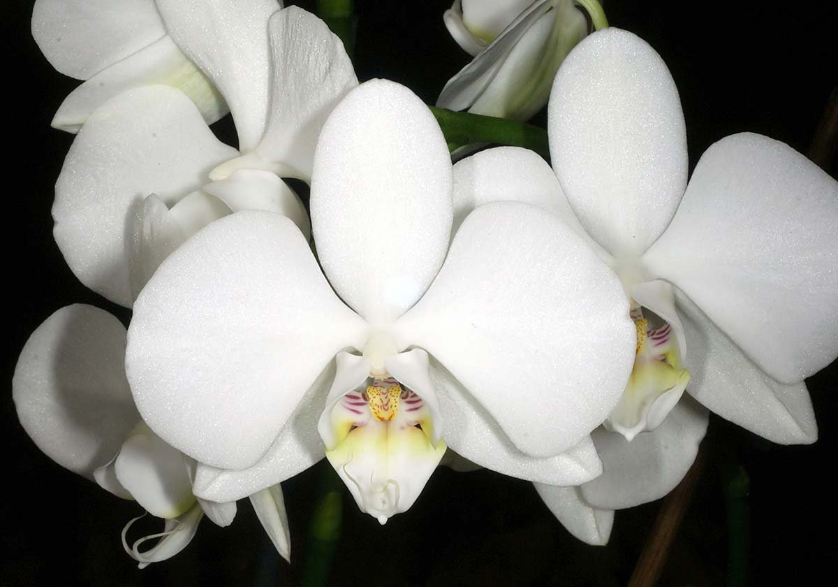 Orchidea-farfalla