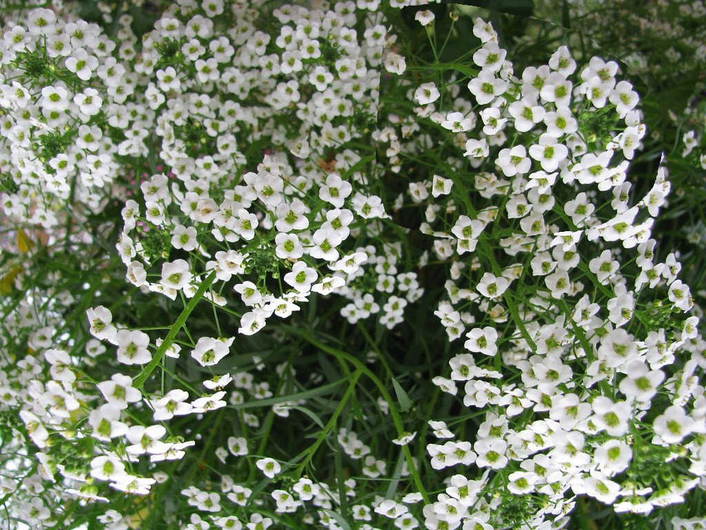 Alisso (Lobularia maritima)